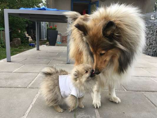 Bester Freund, Hundekumpel - zeigt her!-Beitrag-Bild