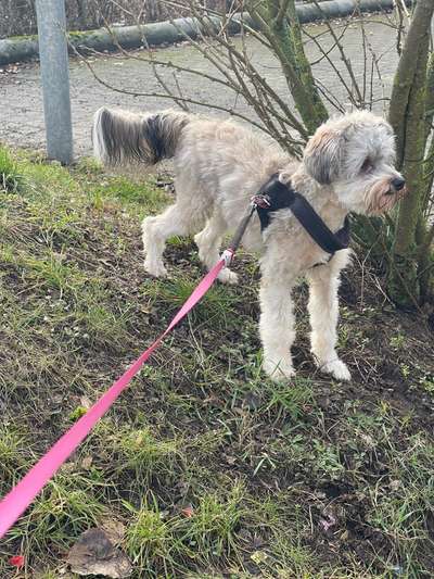 Zoofari Tierhaarschneider-Beitrag-Bild