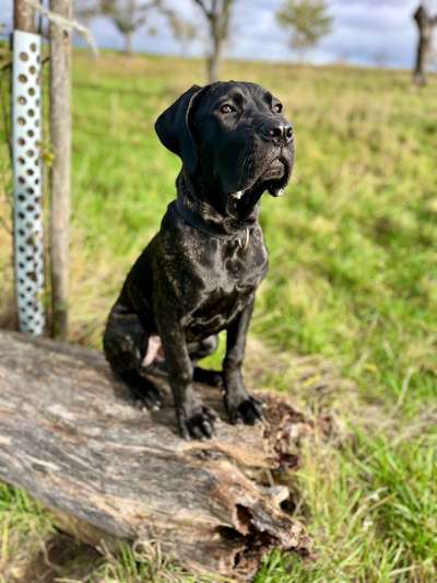 Rassensuche Cane Corso Italiano-Beitrag-Bild