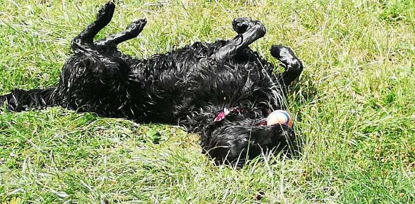 Fotosammlung: ,,Der natürliche Hund" Unbearbeitet, ungestellt und in Natura-Beitrag-Bild