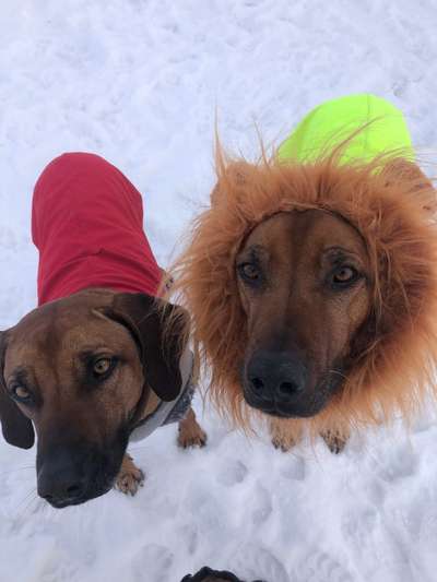 Rhodesian Ridgeback-Beitrag-Bild