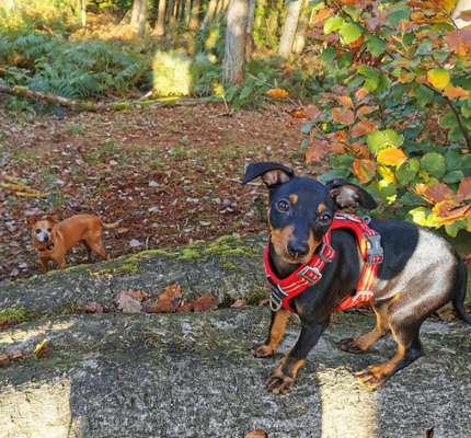 Wo sind die Zwergpinscher?-Beitrag-Bild