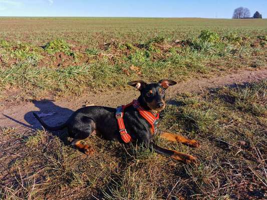 Gutes Trockenfutter mit hohem Fleischanteil-Beitrag-Bild