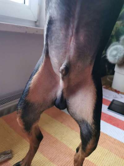 Kein Fell am Bauch-Beitrag-Bild