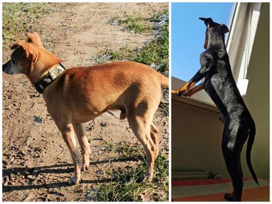 14 Monate alte Hündin verliert 1kg!-Beitrag-Bild