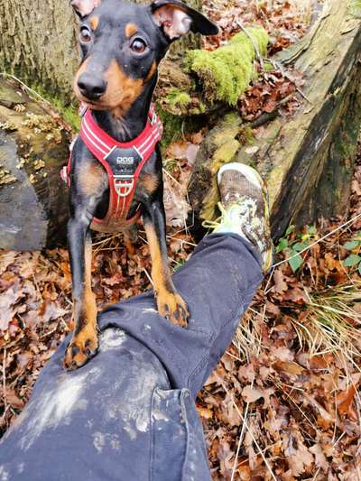 Geschirr Empfehlungen, Parson Russel-Beitrag-Bild