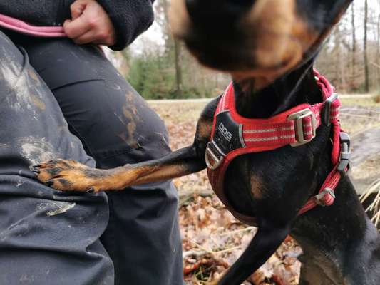 Erfahrungen mit Step-in-Geschirr-Beitrag-Bild