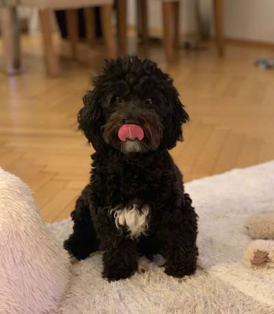 Fotochallenge Nr. 59 - Mein Hund zeigt die Zunge-Beitrag-Bild