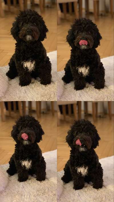 Fotochallenge Nr. 59 - Mein Hund zeigt die Zunge-Beitrag-Bild