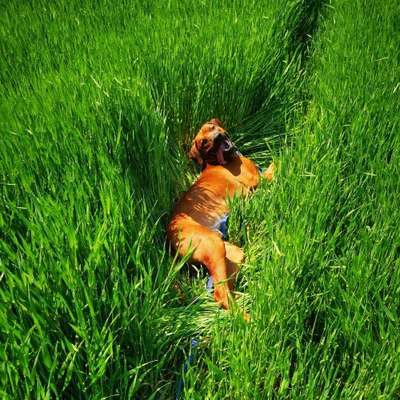 Hundetreffen-Spielerunde in Niddatal-Bild