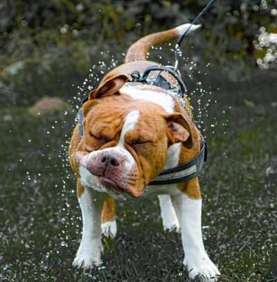 Dogorama-Monats-Challenge-Mai "Wasser"-Beitrag-Bild