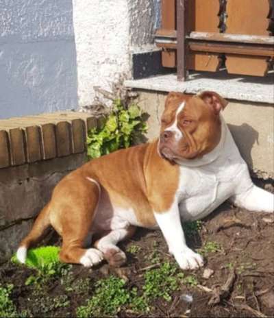 Dein Hund im Dogorama-Kalender 2021-Beitrag-Bild