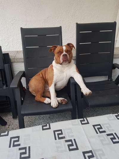 Dein Hund im Dogorama-Kalender 2021-Beitrag-Bild