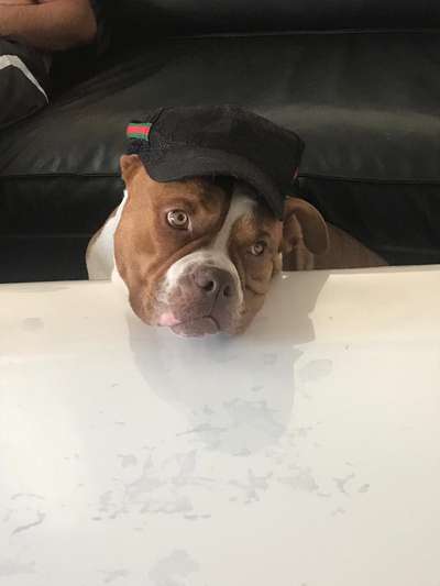 Olde English Bulldogge-Beitrag-Bild