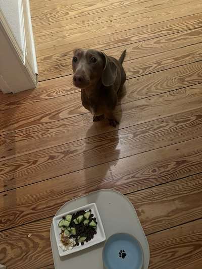 Zeigt her Eure Futternäpfe-Beitrag-Bild