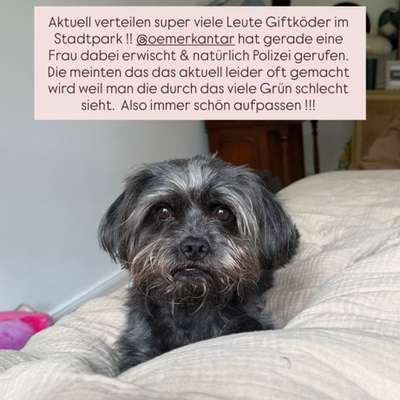 Giftköder-Giftköder im Stadtpark-Bild