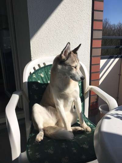 Challenge 23 : "  Euer Hund beim Frühlingserwachen "-Beitrag-Bild
