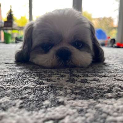 Hundetreffen-Gassirundenbegleiter gesucht-Bild