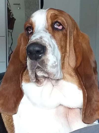 Olde English Bulldogge-Beitrag-Bild