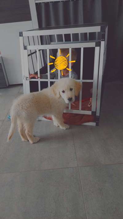 Wo sind die Golden Retriever Liebhaber?-Beitrag-Bild