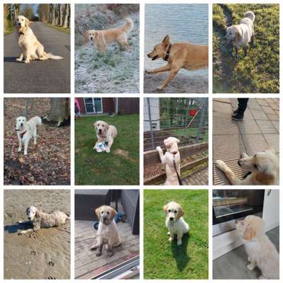 Wo sind die Golden Retriever Liebhaber?-Beitrag-Bild