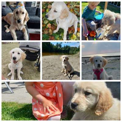 Wo sind die Golden Retriever Liebhaber?-Beitrag-Bild