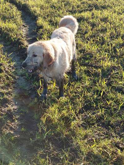 Wo sind die Golden Retriever Liebhaber?-Beitrag-Bild