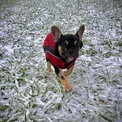 Hundetreffen-Balu sucht Spielgefährten-Bild