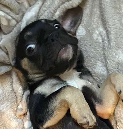 Lustigsten Grimassen von euren Hunden-Beitrag-Bild