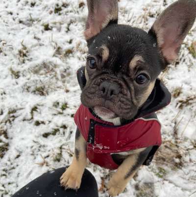 Französische Bulldoggen-Beitrag-Bild