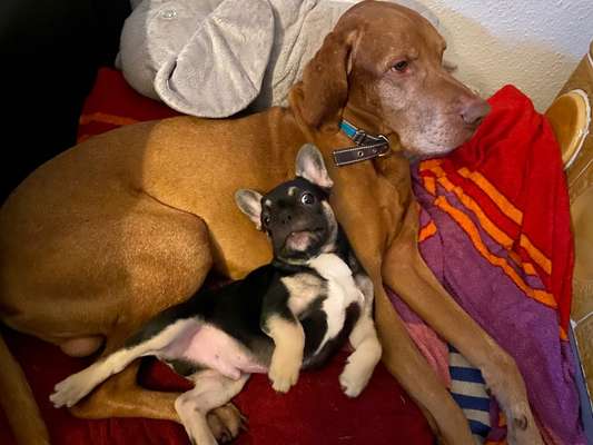 Lustigsten Grimassen von euren Hunden-Beitrag-Bild