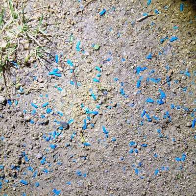 Giftköder-Blaue Pallets auf dem Weg verteilt-Bild