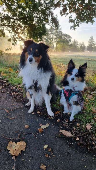 Hundetreffen-Trainingsspaziergang / Social Walk-Bild