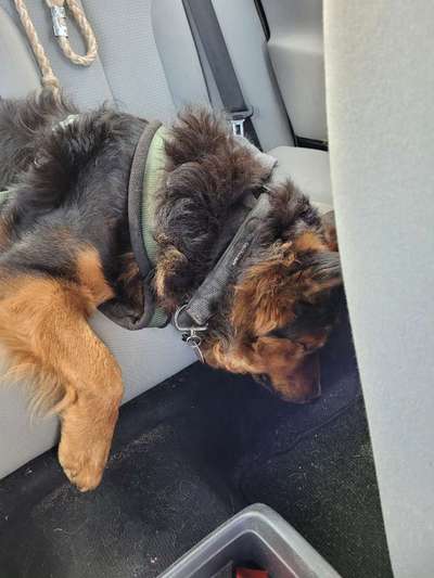 FOTOCHALLENGE 70 - Dein Hund im Auto-Beitrag-Bild