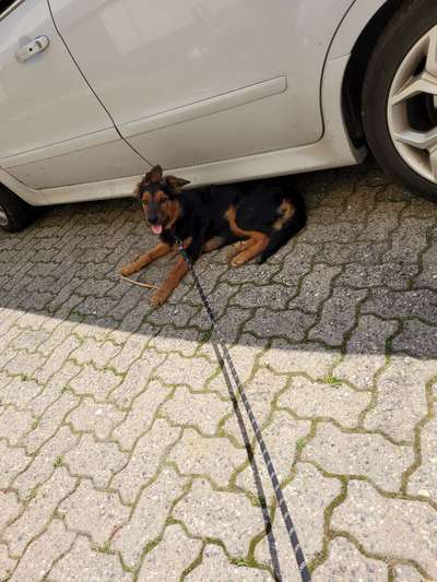 Mischlingshunde Foto Aufruf-Beitrag-Bild