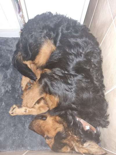 Welpen Bilder !-Beitrag-Bild