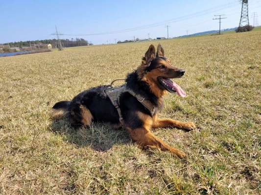 Mischlinge raten - Rätselspaß-Beitrag-Bild