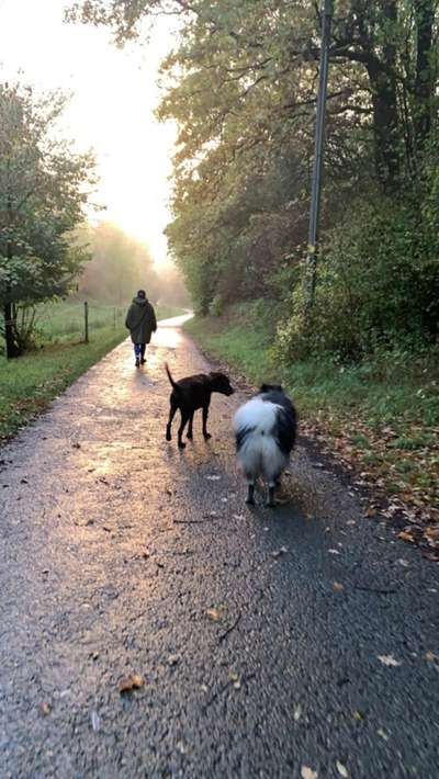 Hundeauslaufgebiet-Ochsental-Bild