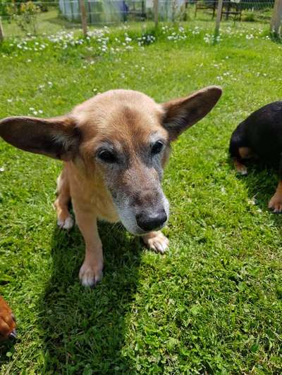 Zeigt mir eure Schäferhund Mischlinge :-)-Beitrag-Bild