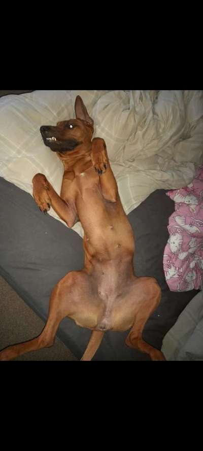 Rhodesian Ridgeback-Beitrag-Bild