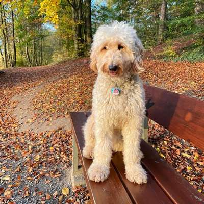 Hundetreffen-Gemeinsam Gassi gehen (Göttingen / Nörten)-Bild