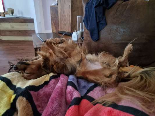 Zeigt mir die lustigsten Schlafpositionen eurer Fellnasen-Beitrag-Bild