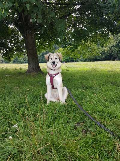 Hundetreffen-Training mit Spielpausen-Bild