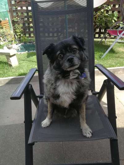 Mops mix-Beitrag-Bild