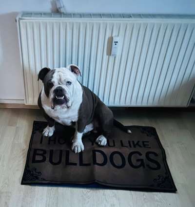 Old English Bulldogge-Beitrag-Bild