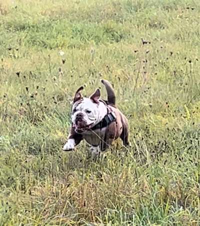 Olde English Bulldogge-Beitrag-Bild