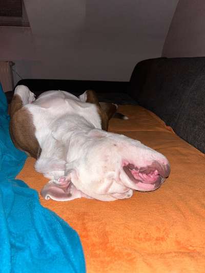 Olde English Bulldogge-Beitrag-Bild