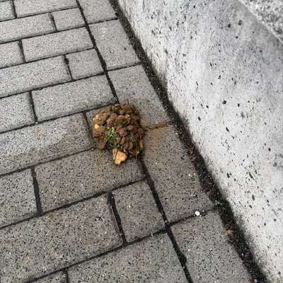 Giftköder-Evtl Giftköder am Krankenhaus-Bild