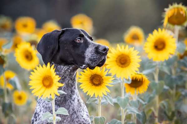 Dogorama Photo Challenge - Portrait-Beitrag-Bild