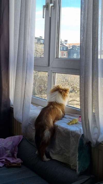 Fotosammlung: ,,Der natürliche Hund" Unbearbeitet, ungestellt und in Natura-Beitrag-Bild